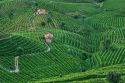 Le Colline del Prosecco Patrimonio dell'Umanità