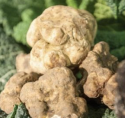 Tartufo e vino alfieri dell’Italia nel mondo