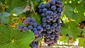 Auguri alla Barbera d’Alba