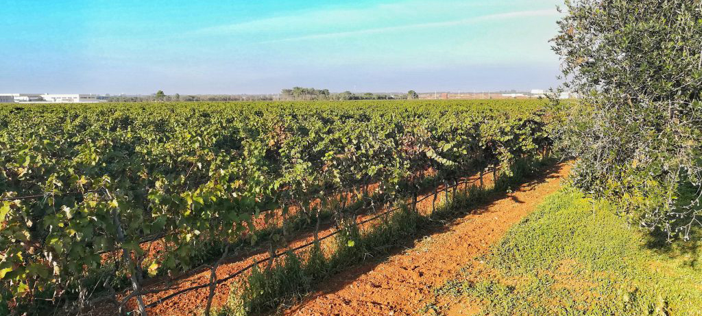 Nasce il Distretto del Vino della Puglia