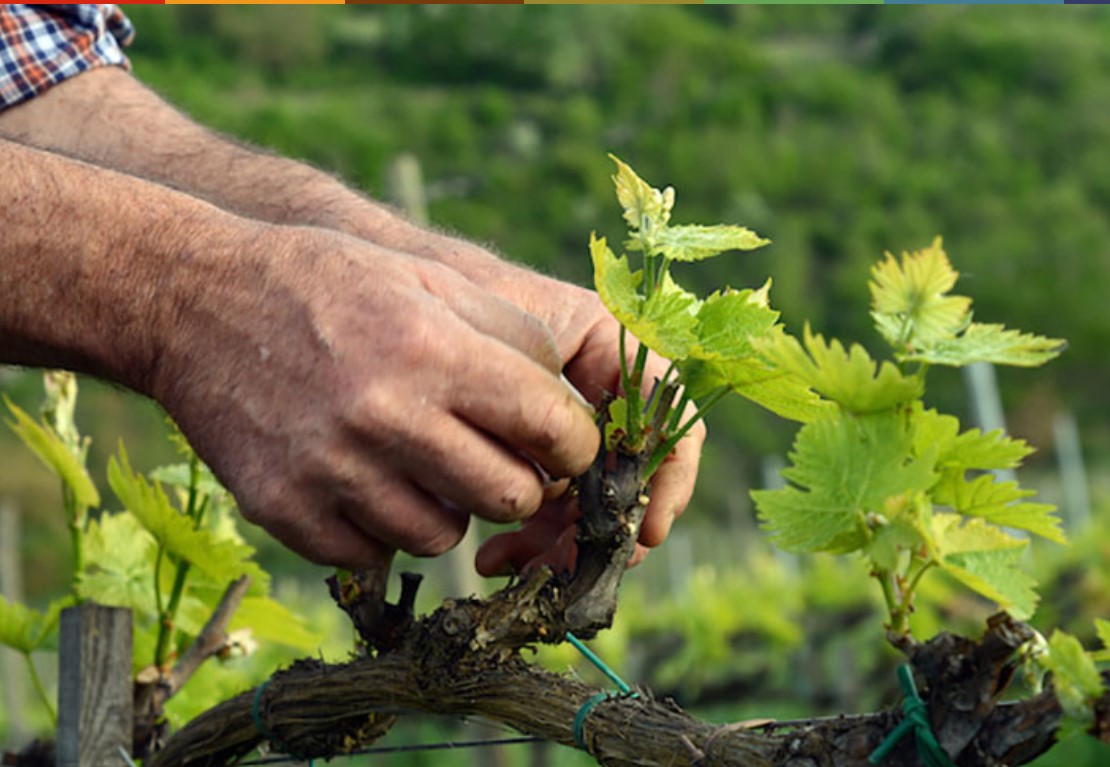 “La Carbon Footprint del vino”: Cantina Salcheto di Montepulciano (SI) 