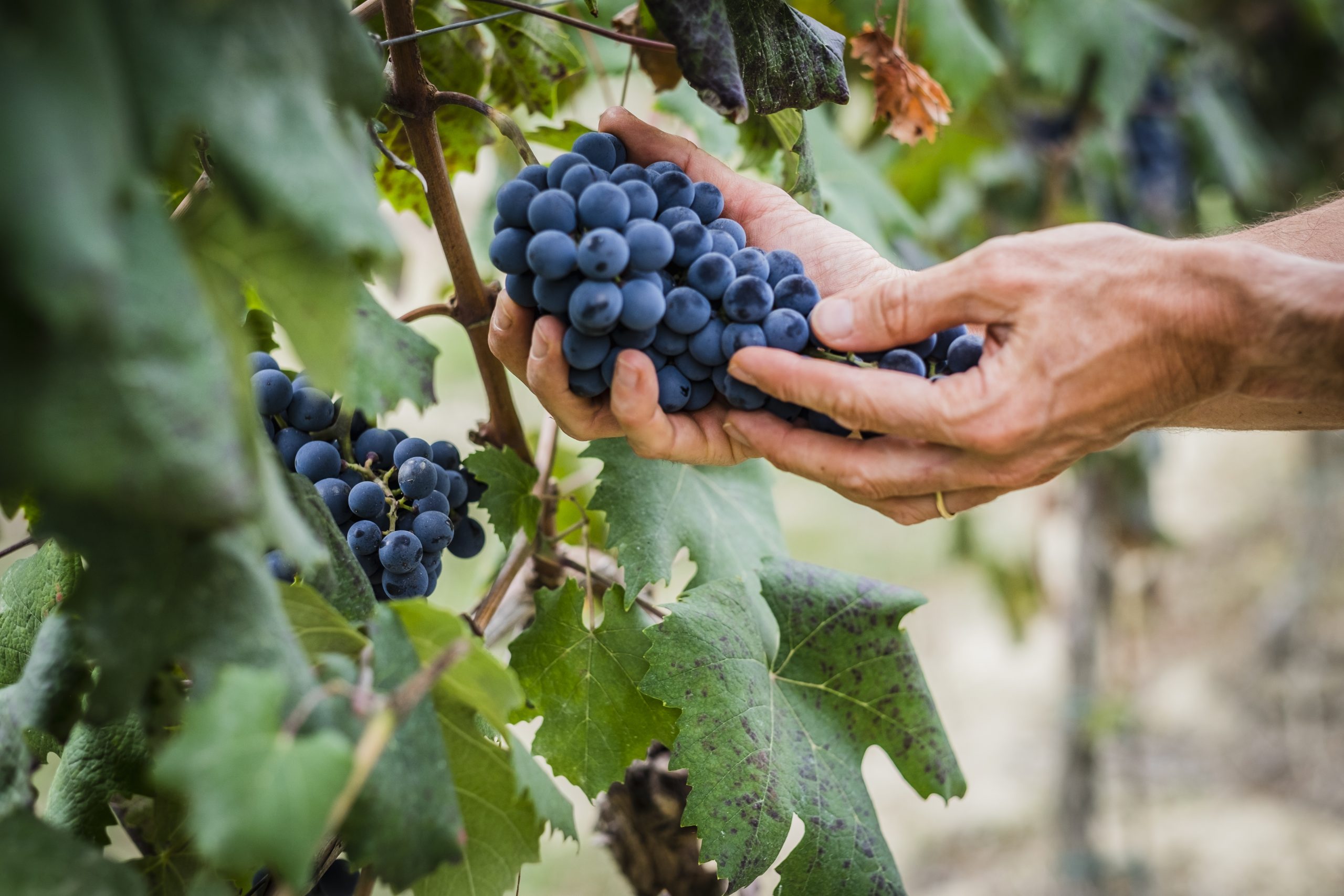 Equalitas: sviluppo sostenibile del lavoro nella filiera vitivinicola