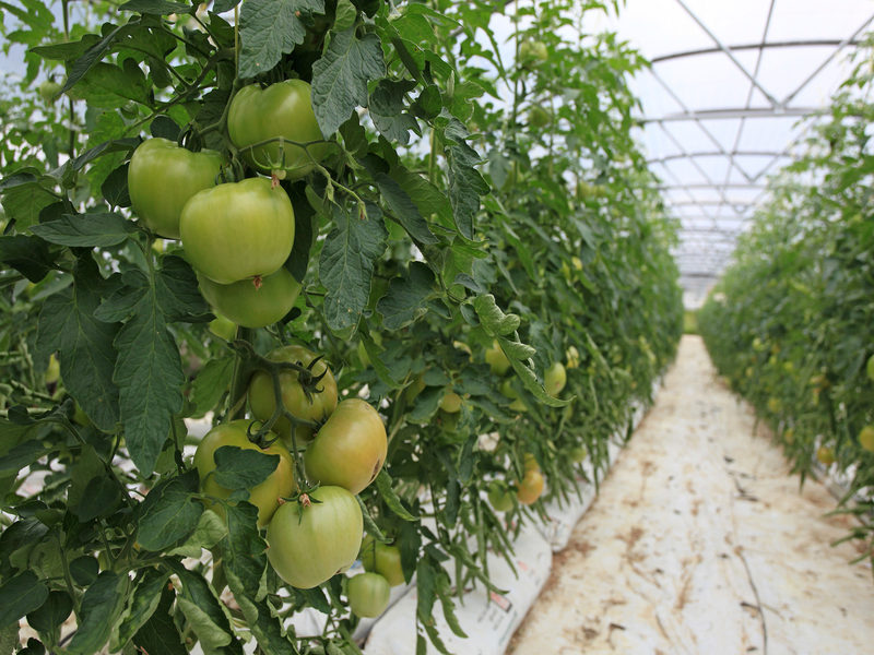 Via libera a 900 mln per Contratti di filiera e di distretto 