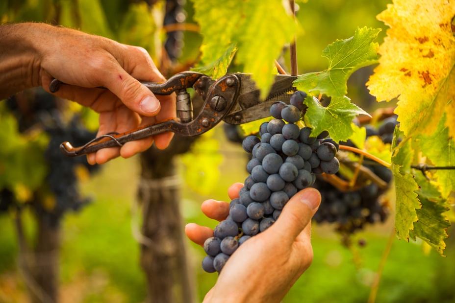 Previsioni vendemmiali 2022: vigneto Italia più forte di caldo e siccità