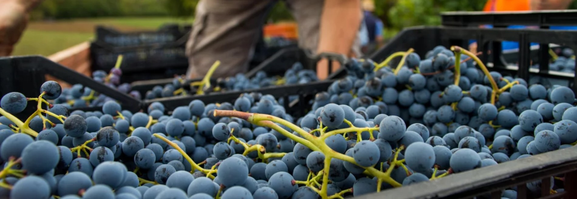 Vignaioli Artigiani Naturali in Fiera
