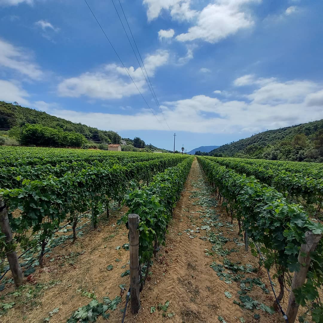 Vini artigianali per sapori d’eccellenza