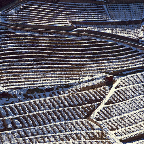 Mediterranean Climate Vine and Wine Ecosystem