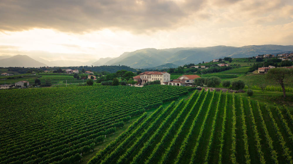 Da 4 generazioni vini di pregio dal fascino artigianale