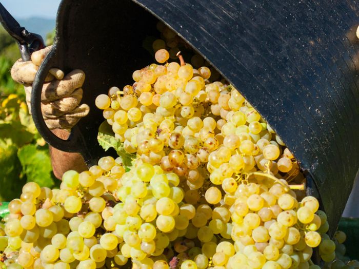 Bollicine come natura comanda