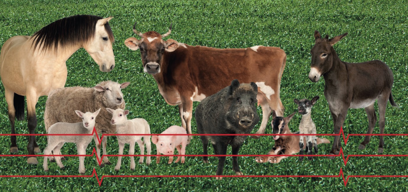 Proteggi il tuo vigneto con il recinto elettrico Gemi