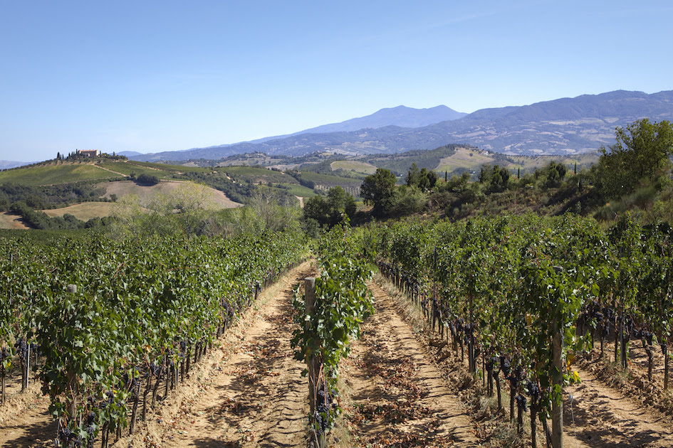Montecucco: nel 2022 è la denominazione più performante della Toscana