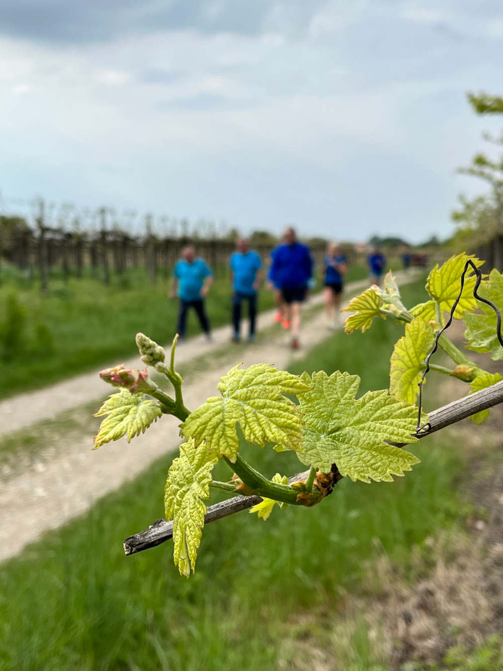  Marcia del Vino “Terre e città del Vino”