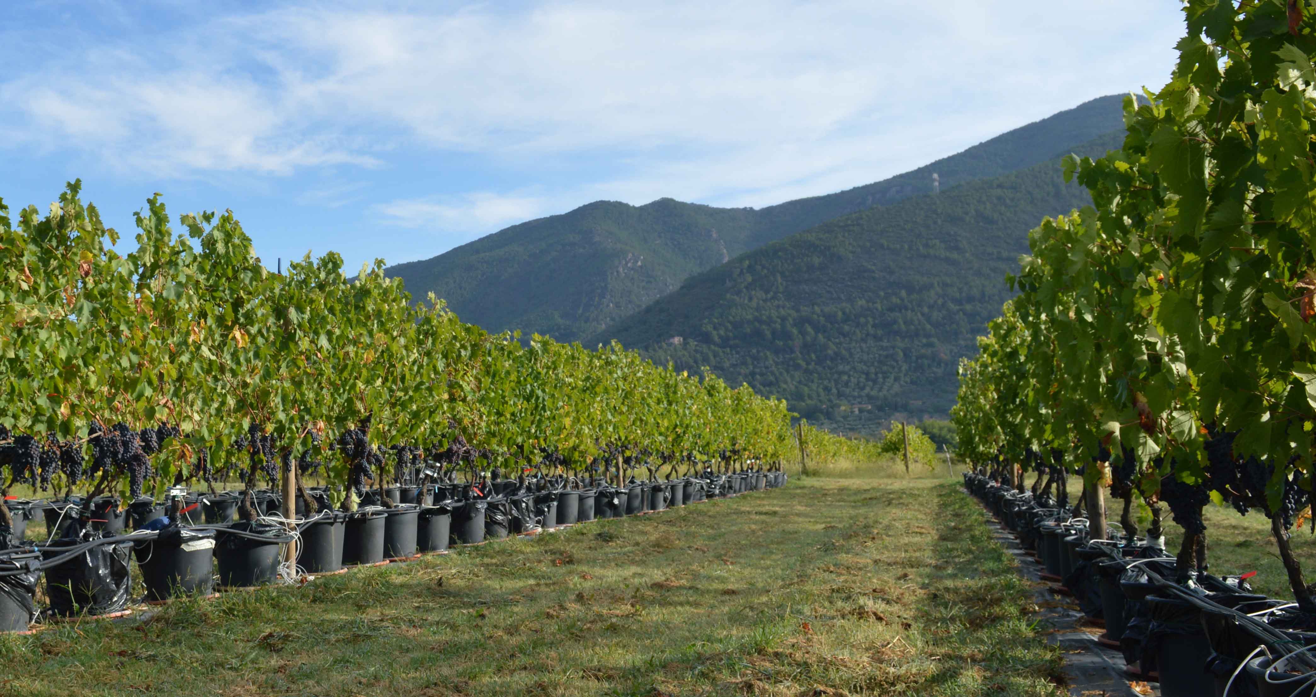 Per fare il vino buono serve l’acqua giusta, al momento giusto