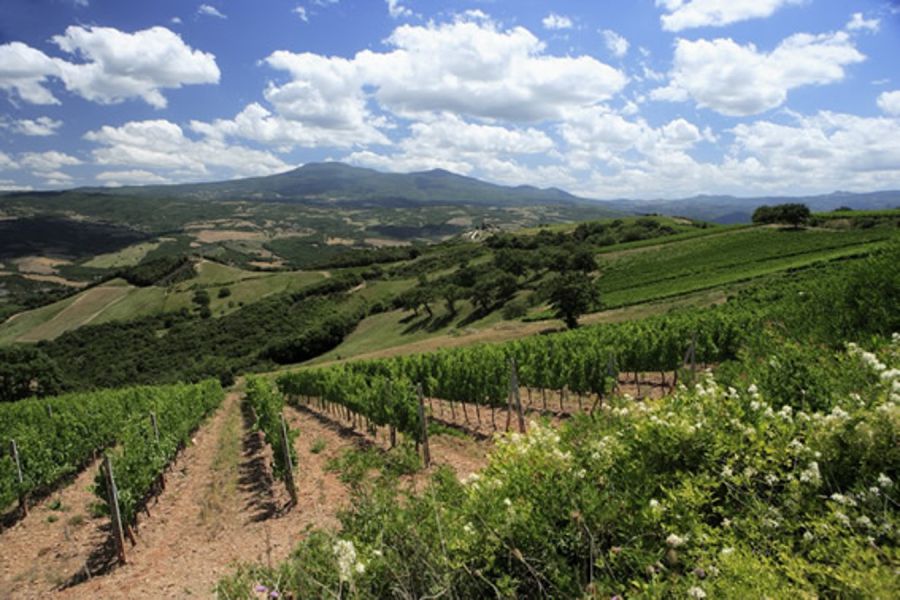 Valorizziamo i paesaggi rurali storici delle Città del Vino