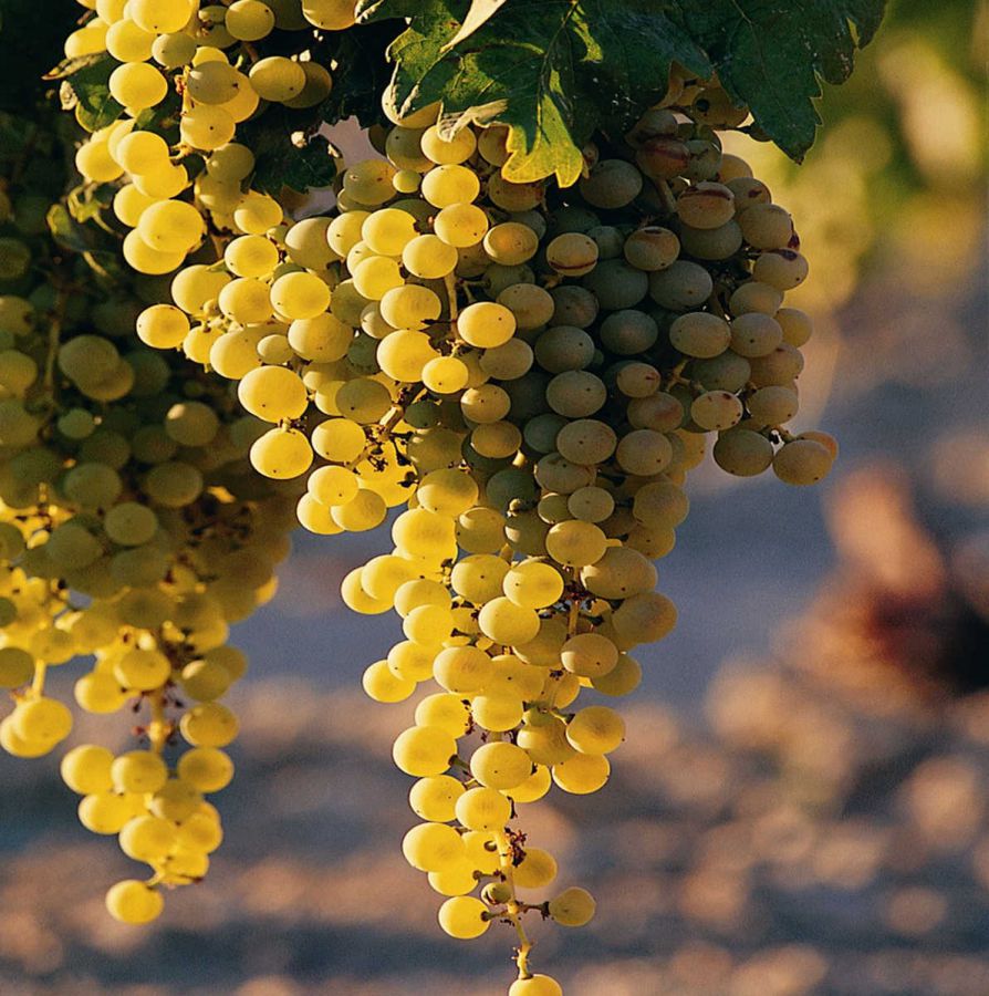 1967-2017: auguri al Verdicchio di Matelica