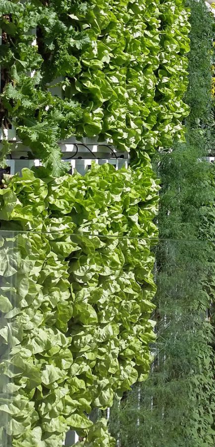 La vigna è un giardino verde