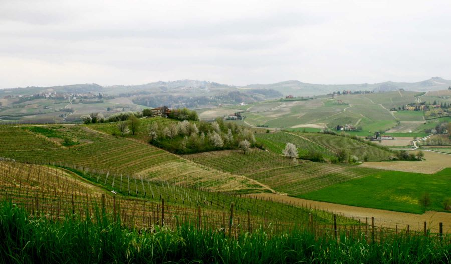 Enoregioni italiane: Alto Monferrato, Terre del Gavi e Terre del Moscato