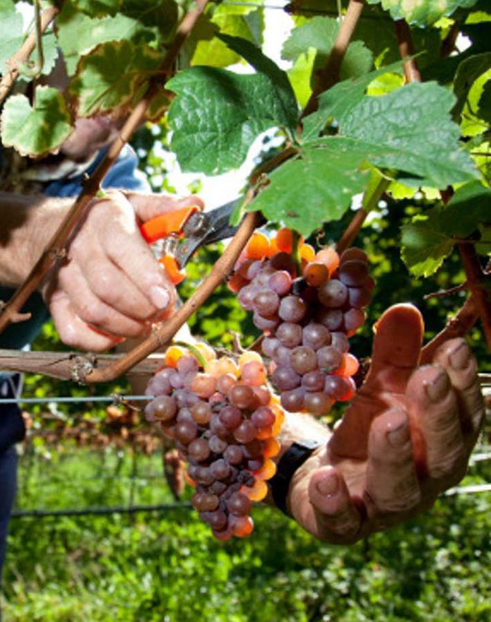Enoregioni italiane: Valdadige Altoatesina