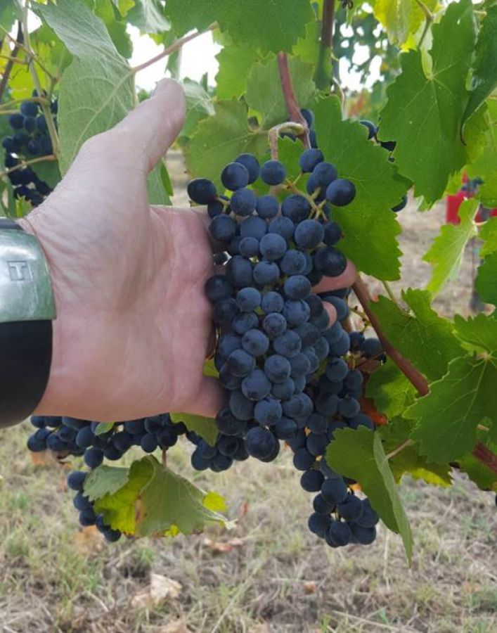 2017: una vendemmia così non si era mai vista