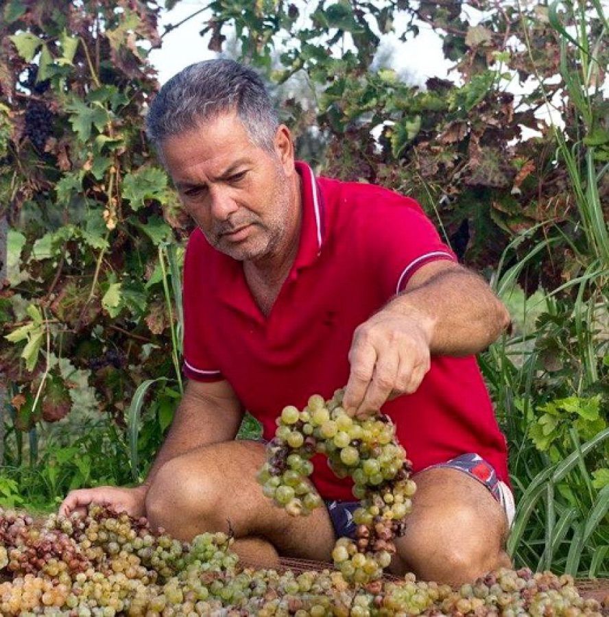 Nasce la Rete delle vigne del Greco di Bianco
