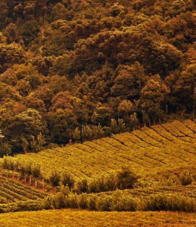 Dall’Europa al Brasile: la cultura del vino non ha confini