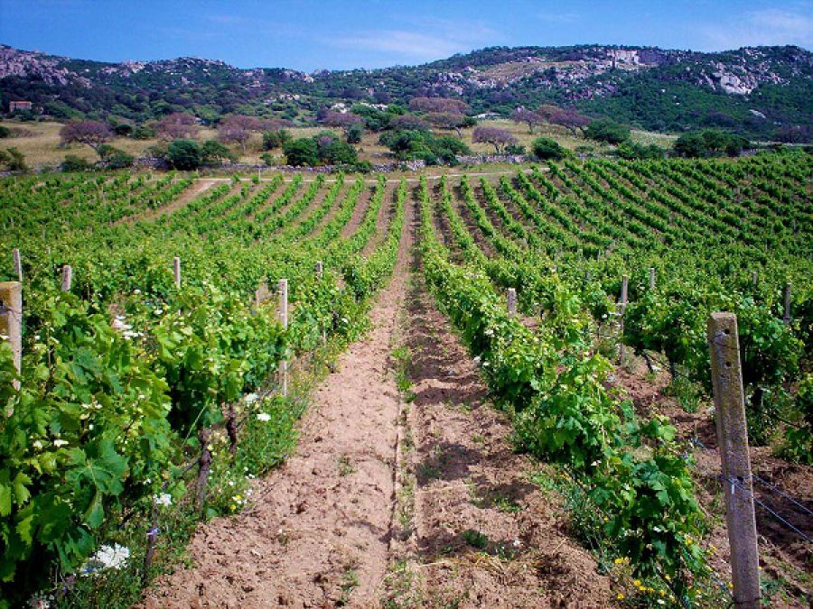 Enoregioni italiane: Gallura