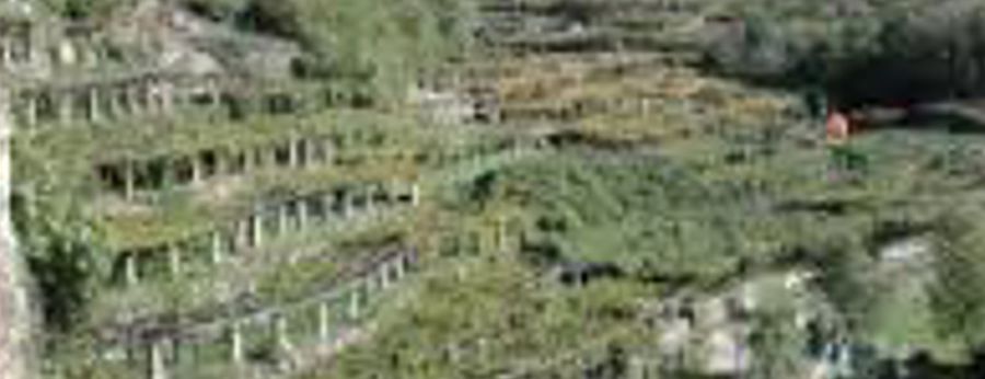 I terrazzamenti del Carema tra i nuovi Presidi Slow Food