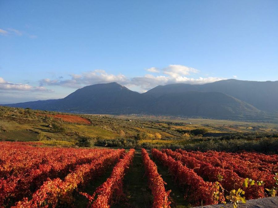 Biowine-Biological Wine Innovative Environment