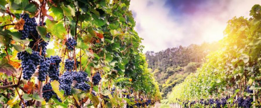 Passeggiando per le vie delle vigne in città