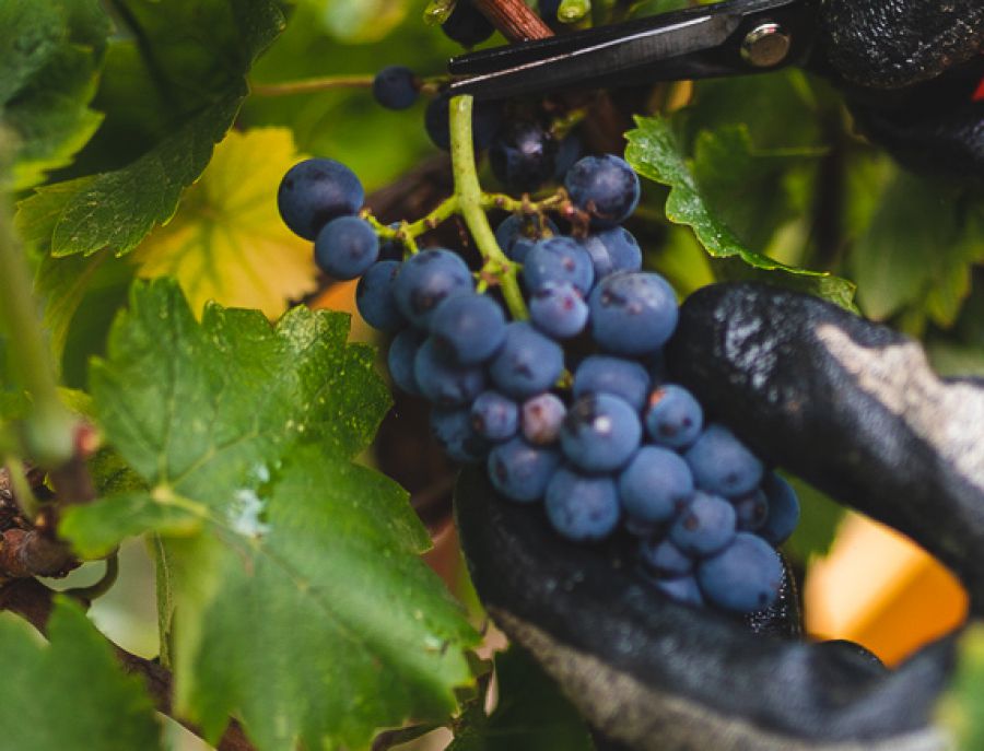 Ottimismo per la vendemmia 2018