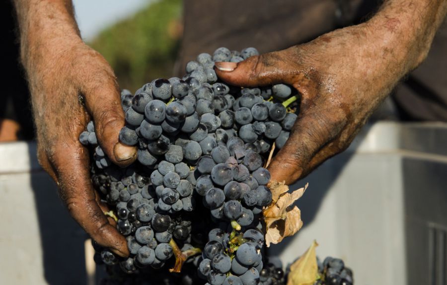 Primitivo di Manduria: buona qualità, quantità in calo e tenuta dei prezzi
