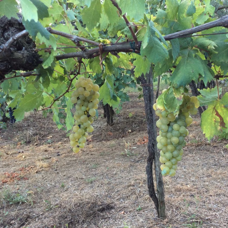 L’arte di fare vino
