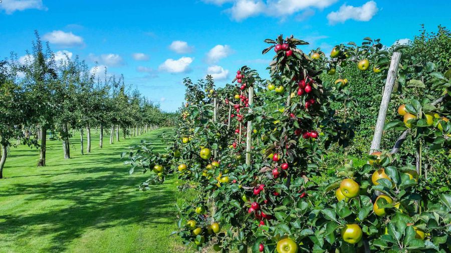 L’agricoltura vincente parte da una scelta intelligente