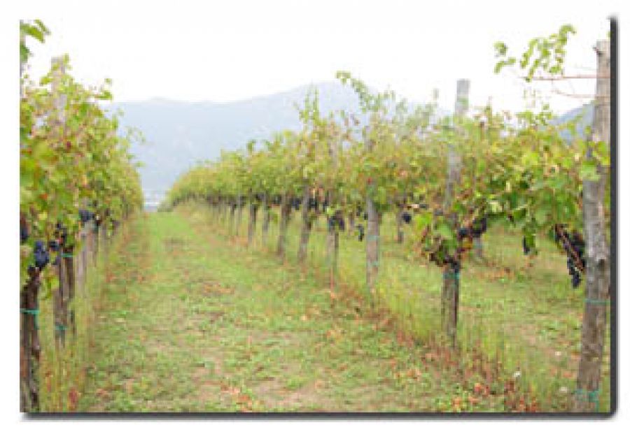 Un vino antico ed accogliente