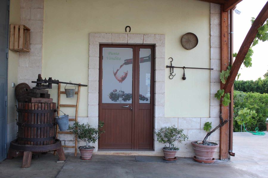 Un Primitivo tra gli ulivi secolari