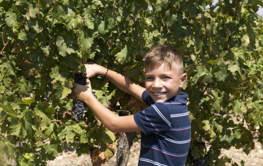 Mandrarossa Vineyard Tour 2019