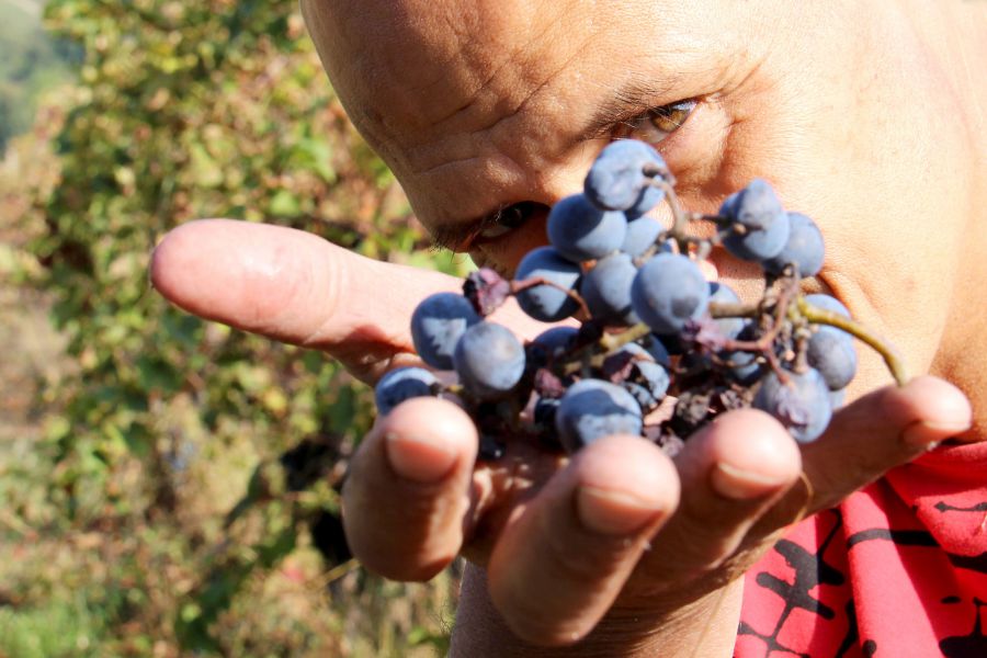 Back to the Wine: gli artigiani del vino