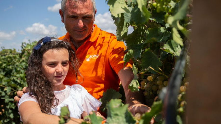Il vino e l'olio che vengono dal mare