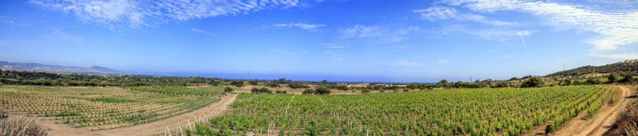 I vini che hanno il sapore del mare