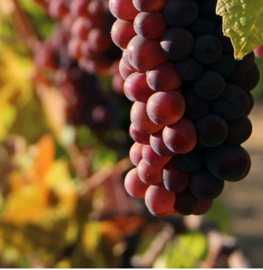 Il Pinot grigio al Wine Paris/Vinexpo