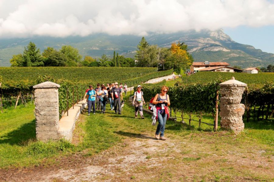 Turismo del vino. Italia rischia di perdere il treno