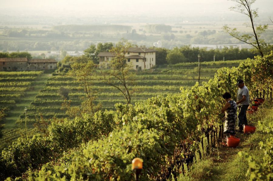 #iorestoacasa: a consegnare le eccellenze del territorio ci pensano le aziende del Friuli Venezia Giulia