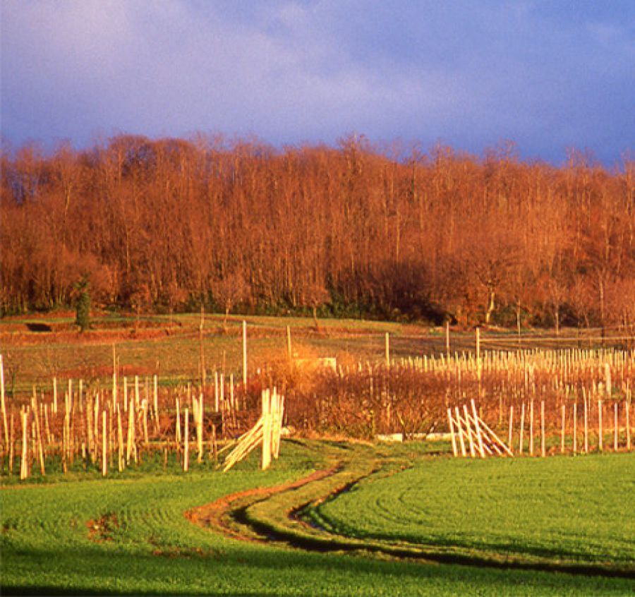 Auguri al San Martino della Battaglia