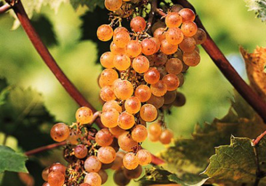 Auguri al Colli Orientali del Friuli Picolit