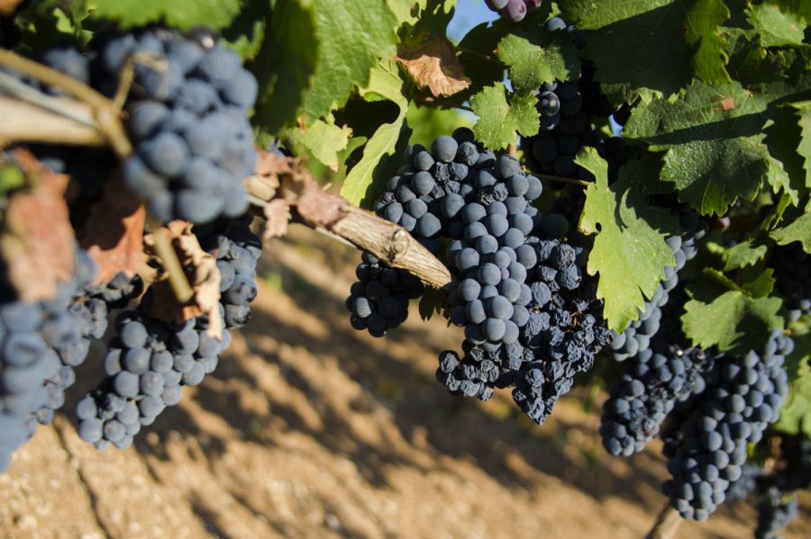 Consorzi di tutela pugliesi: No all’impianto e alla produzione del vitigno Primitivo in Sicilia