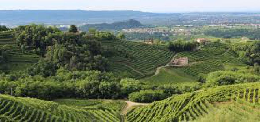 Emergenza covid-19: i controlli nella filiera agroalimentare