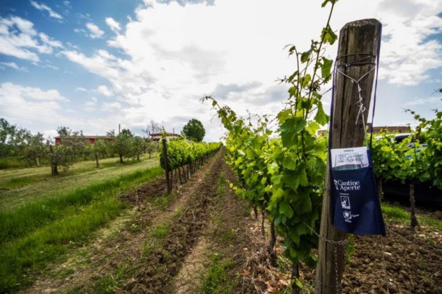 Cantine Aperte, edizione speciale con degustazioni on-line
