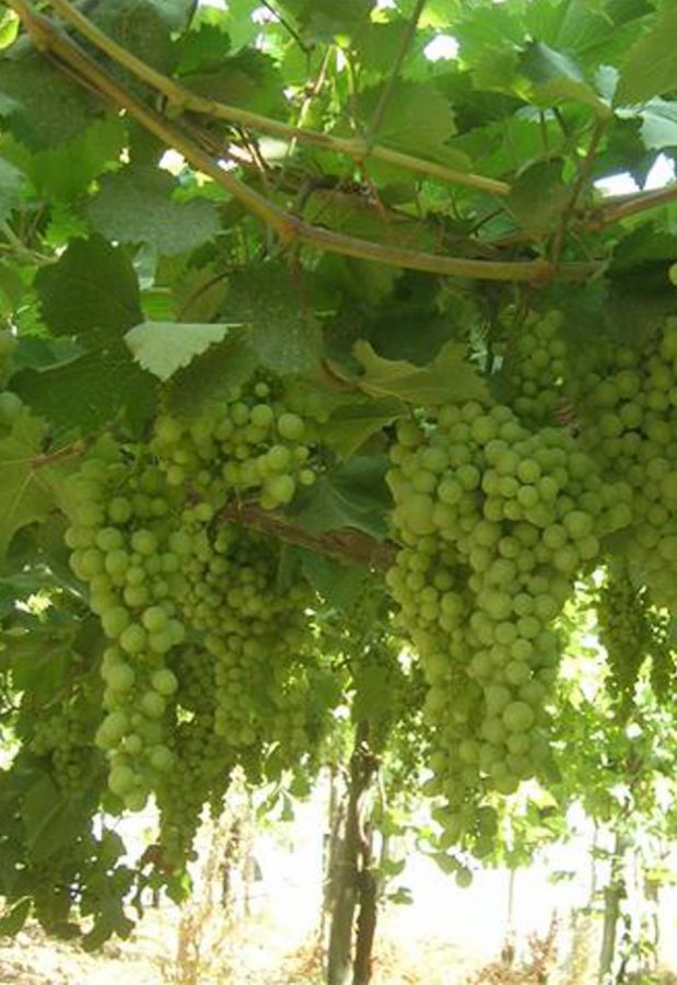 Auguri al Friuli Colli Orientali