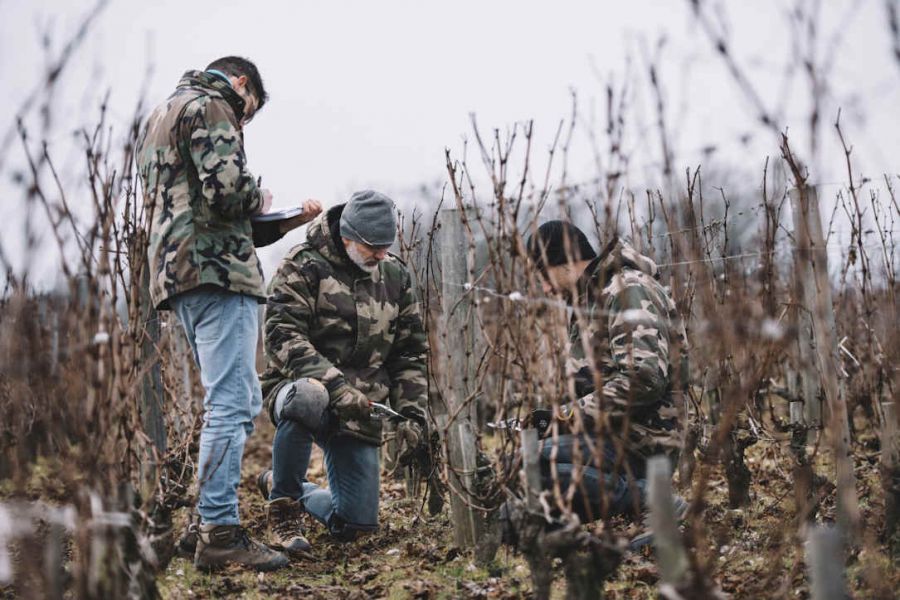 In vigna c'è lavoro per tutti