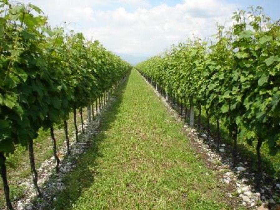 Auguri al Friuli Grave